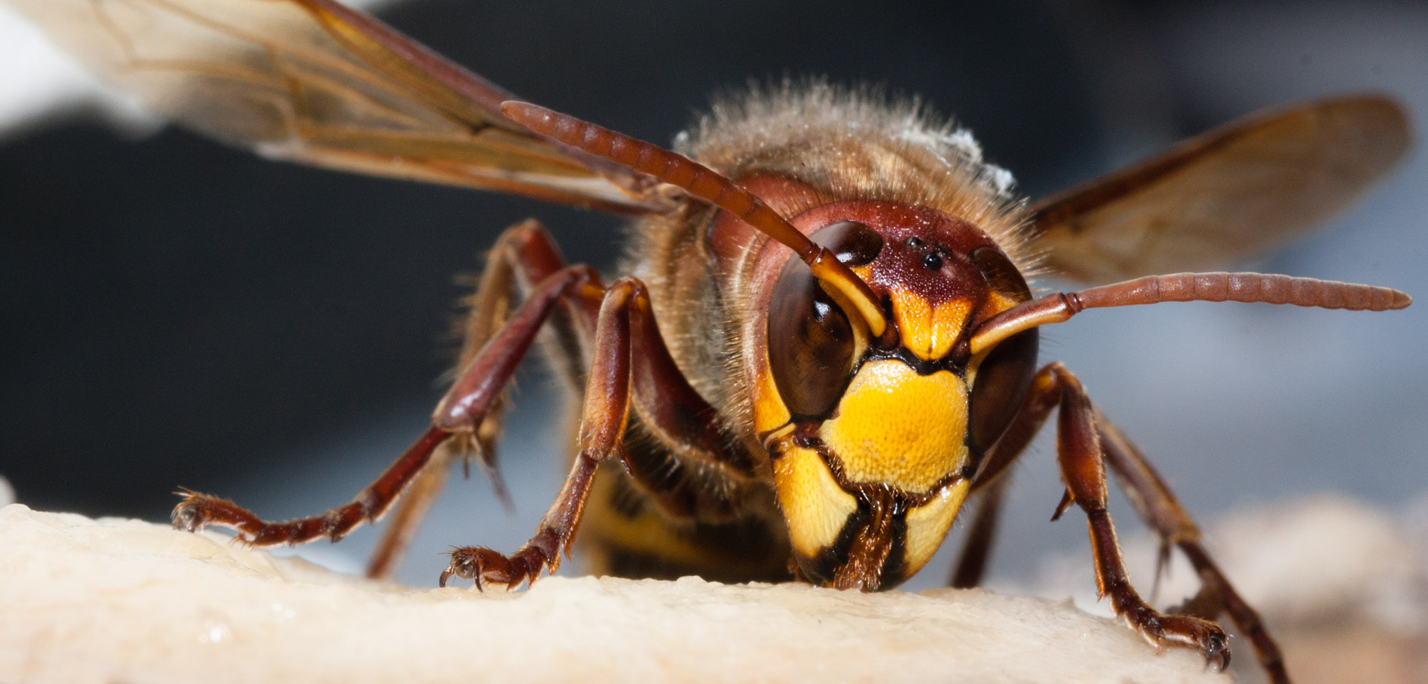 Sigma 105mm F2.8 EX DG OS HSM sample photo. Hornet photography