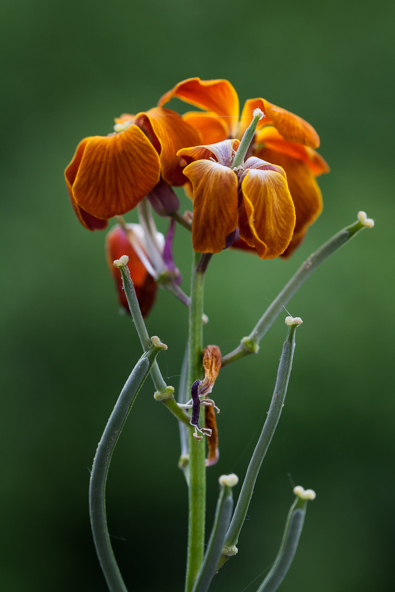 Sigma 105mm F2.8 EX DG OS HSM sample photo. J weissleder schlimmesende photography