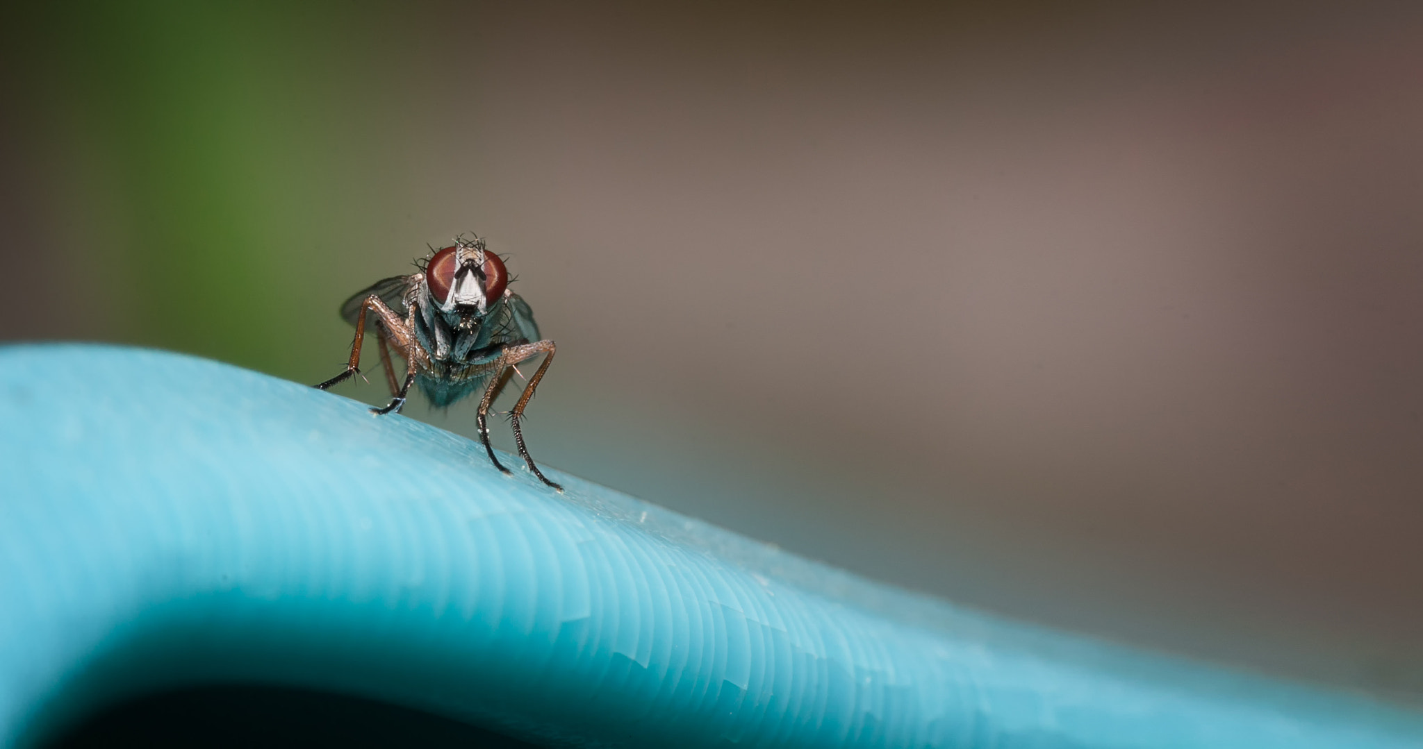 Sigma 105mm F2.8 EX DG OS HSM sample photo. J weissleder schlimmesende photography