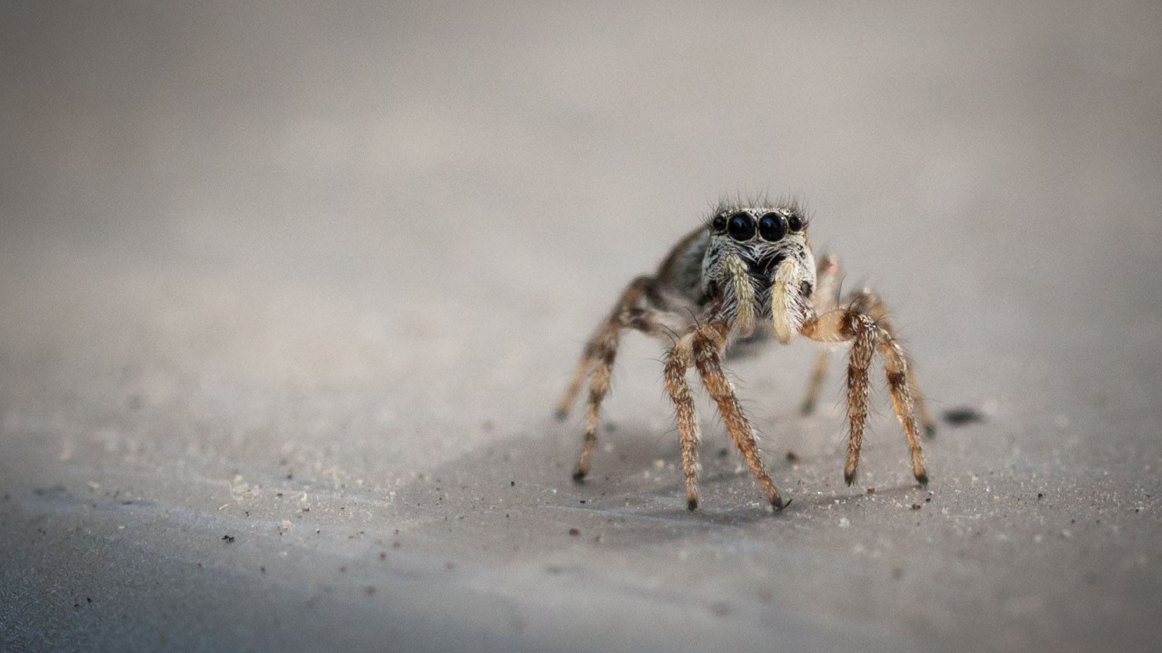 Sigma 105mm F2.8 EX DG OS HSM sample photo. J weissleder schlimmesende photography