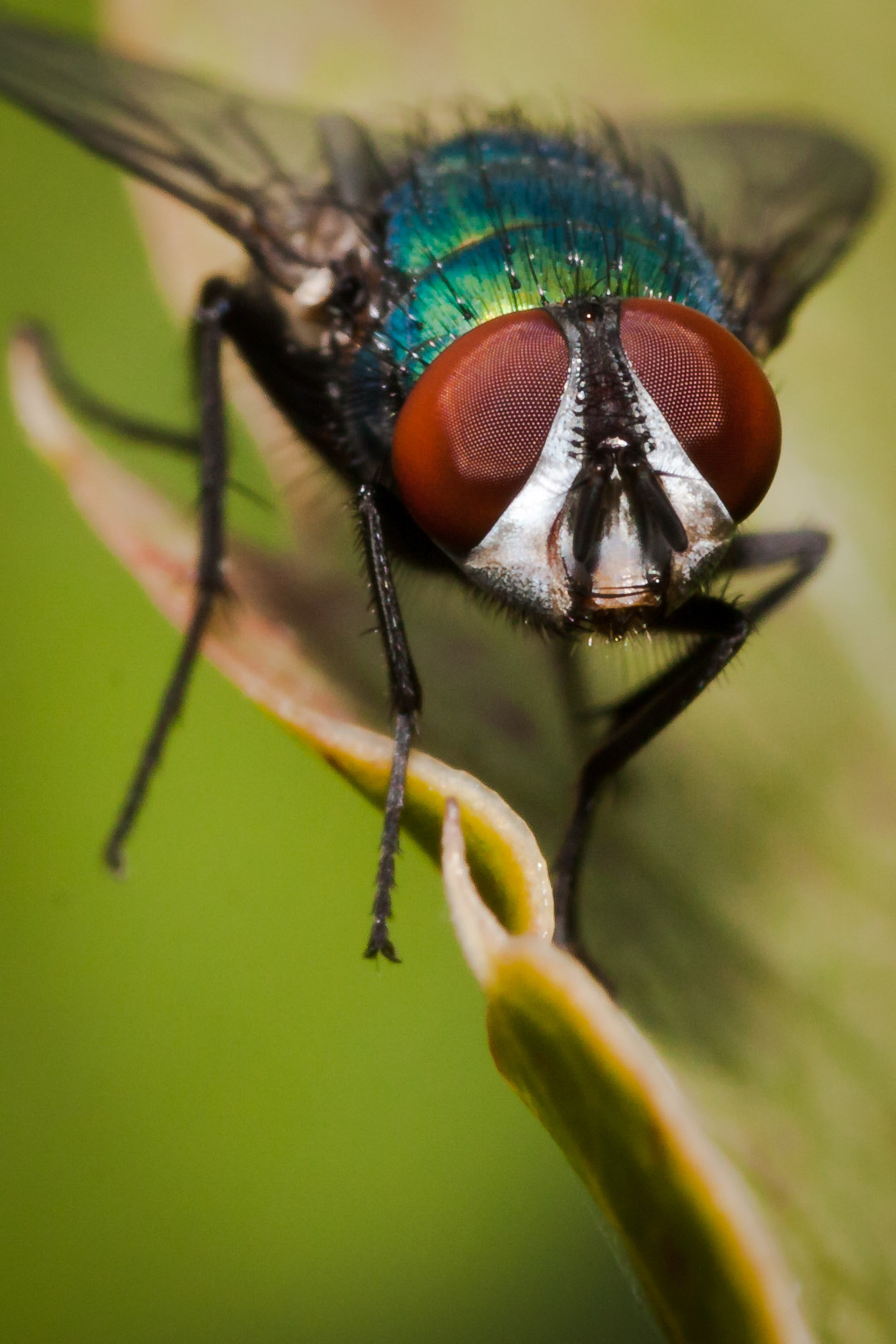 Sigma 105mm F2.8 EX DG OS HSM sample photo. J weissleder schlimmesende photography