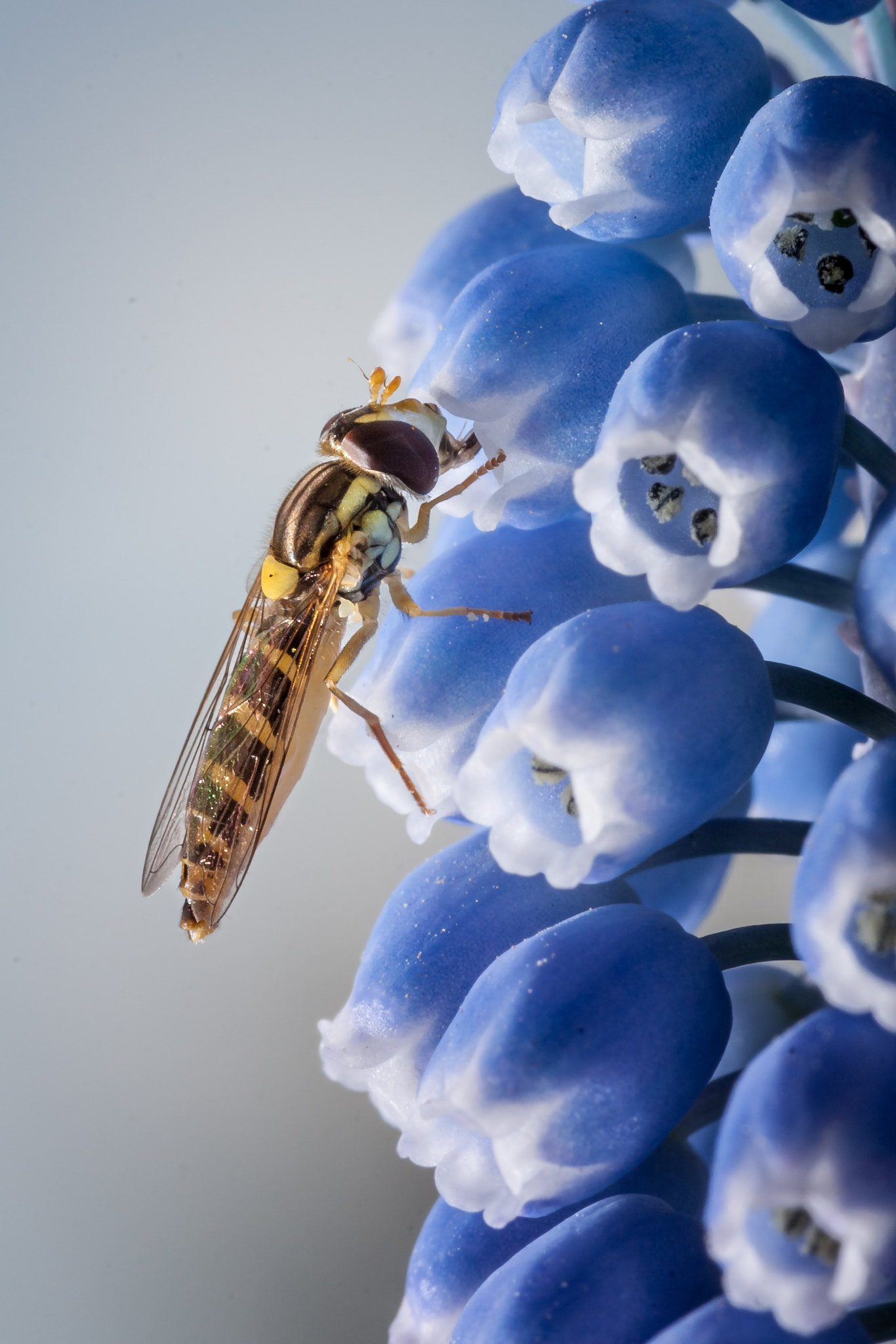 Sigma 105mm F2.8 EX DG OS HSM sample photo. J weissleder schlimmesende photography