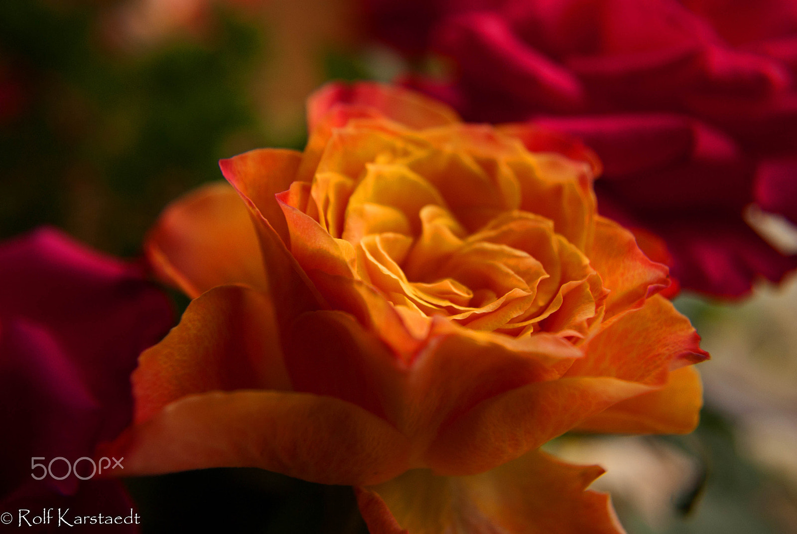 Pentax K-m (K2000) + smc PENTAX-DA L 18-55mm F3.5-5.6 sample photo. R karstaedt roses are not oly red photography
