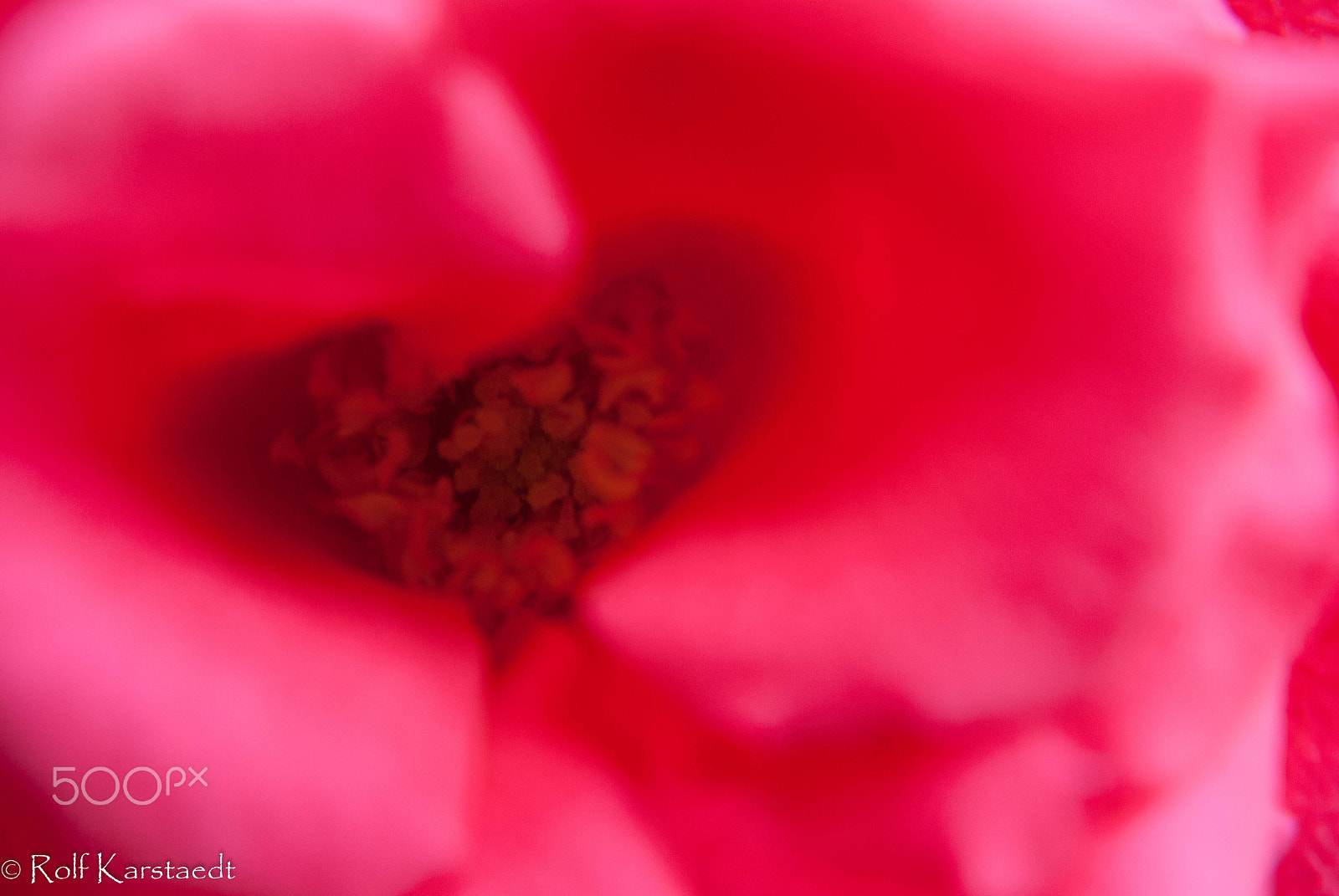 Pentax K-m (K2000) + smc PENTAX-DA L 18-55mm F3.5-5.6 sample photo. R karstaedt roses are not oly red photography