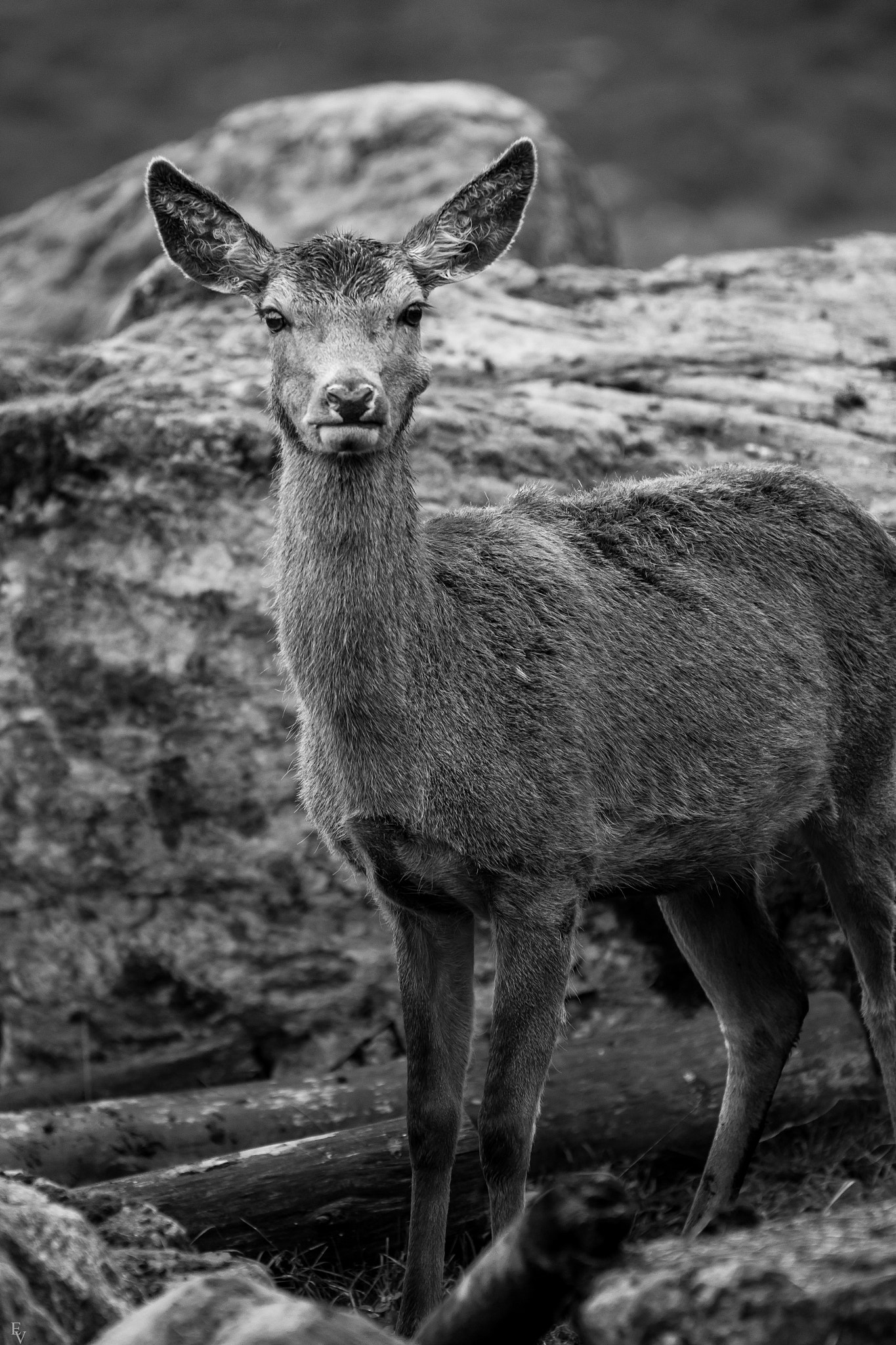 Canon EOS 600D (Rebel EOS T3i / EOS Kiss X5) + Sigma 70-200mm F2.8 EX DG OS HSM sample photo. Norwegian deer photography