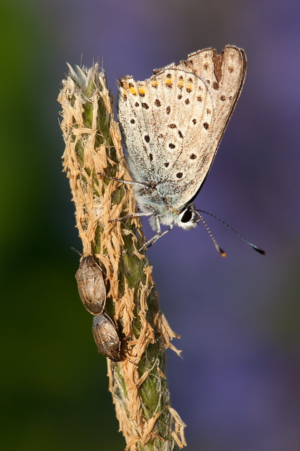 Canon EF 180mm F3.5L Macro USM sample photo. Butterfly and two beetle photography