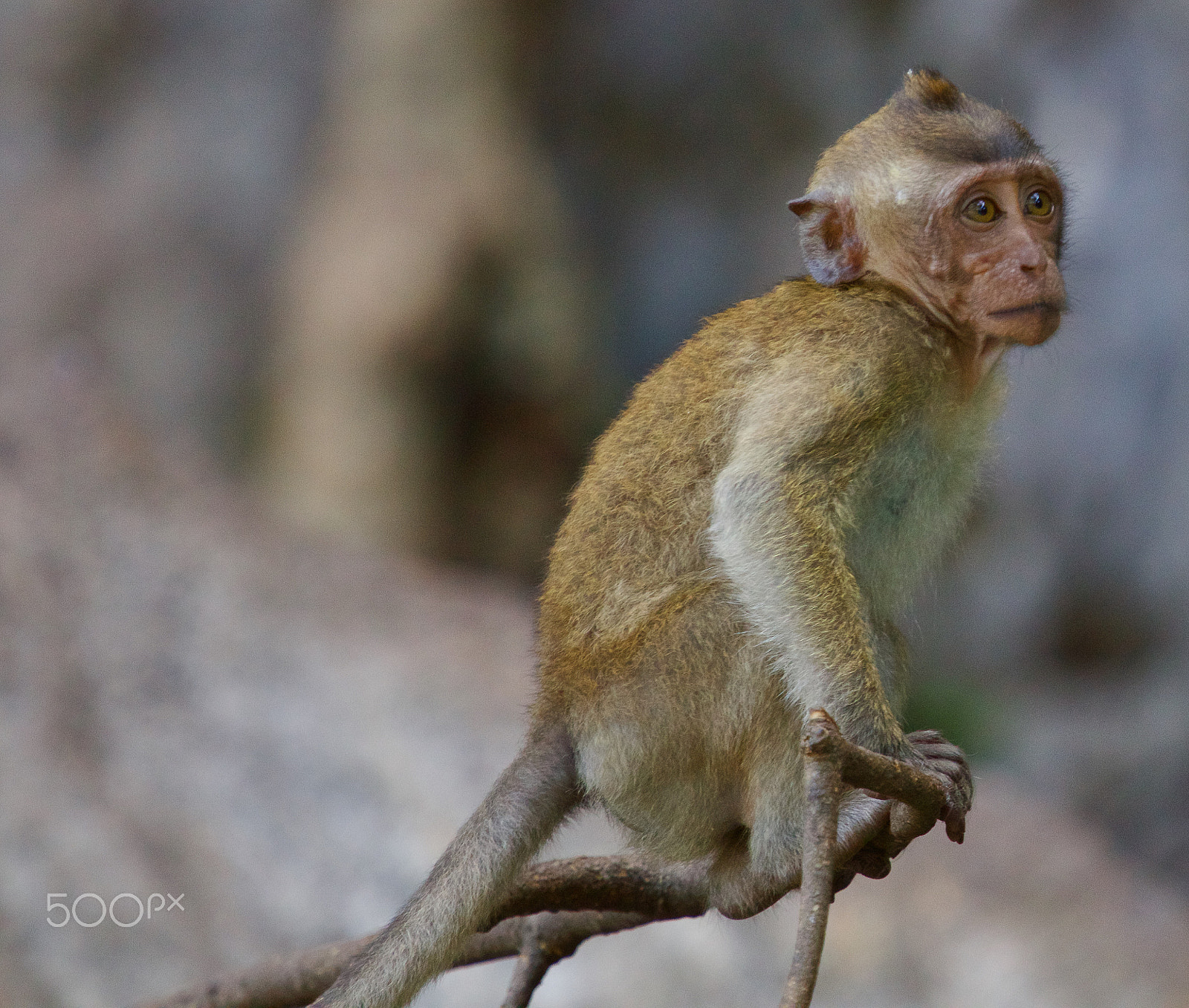 Canon EF 70-200mm F4L IS USM sample photo. Out on a limb photography