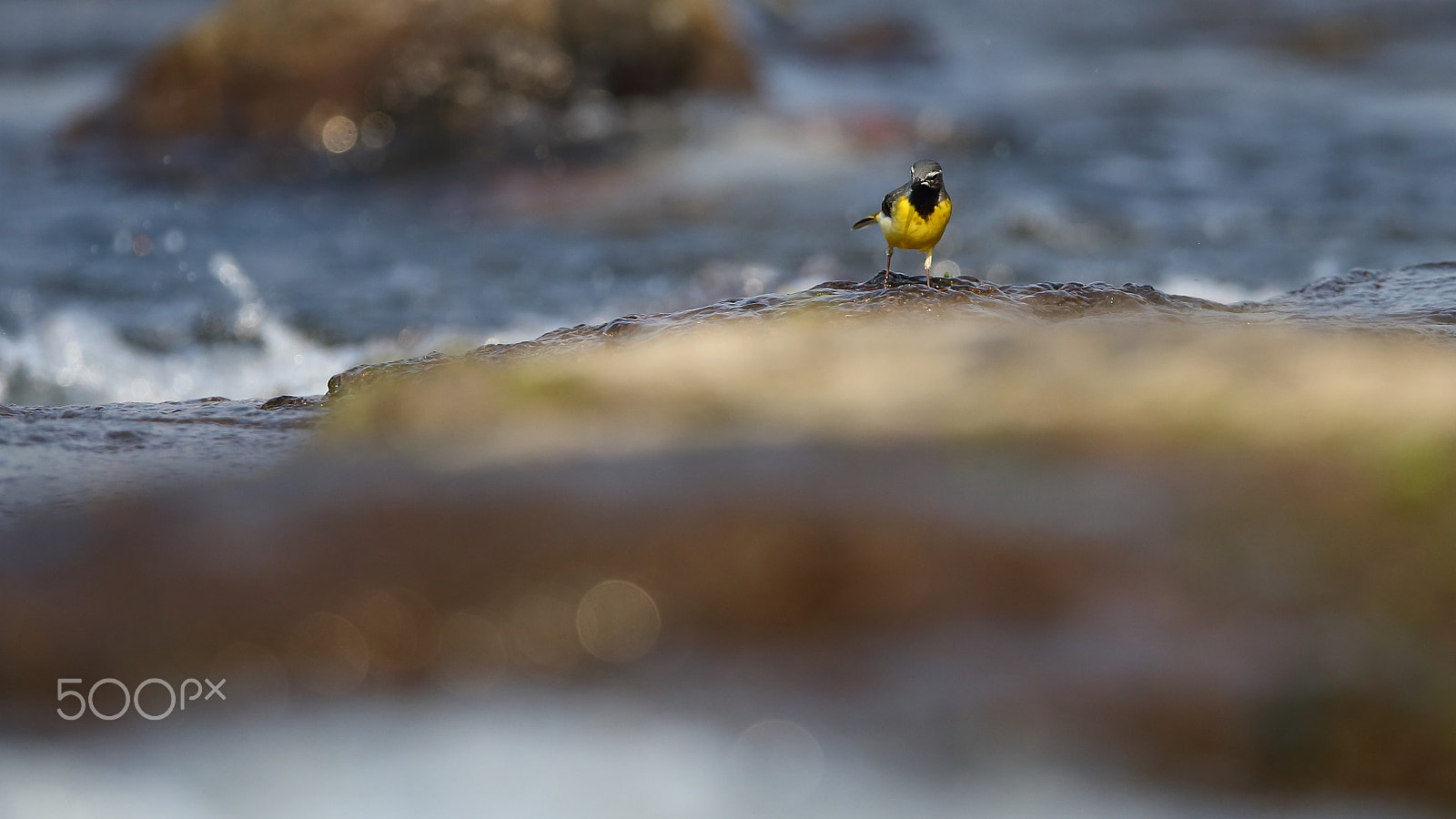 Canon EF 400mm F2.8L IS II USM sample photo. Bs3p3123.jpg photography