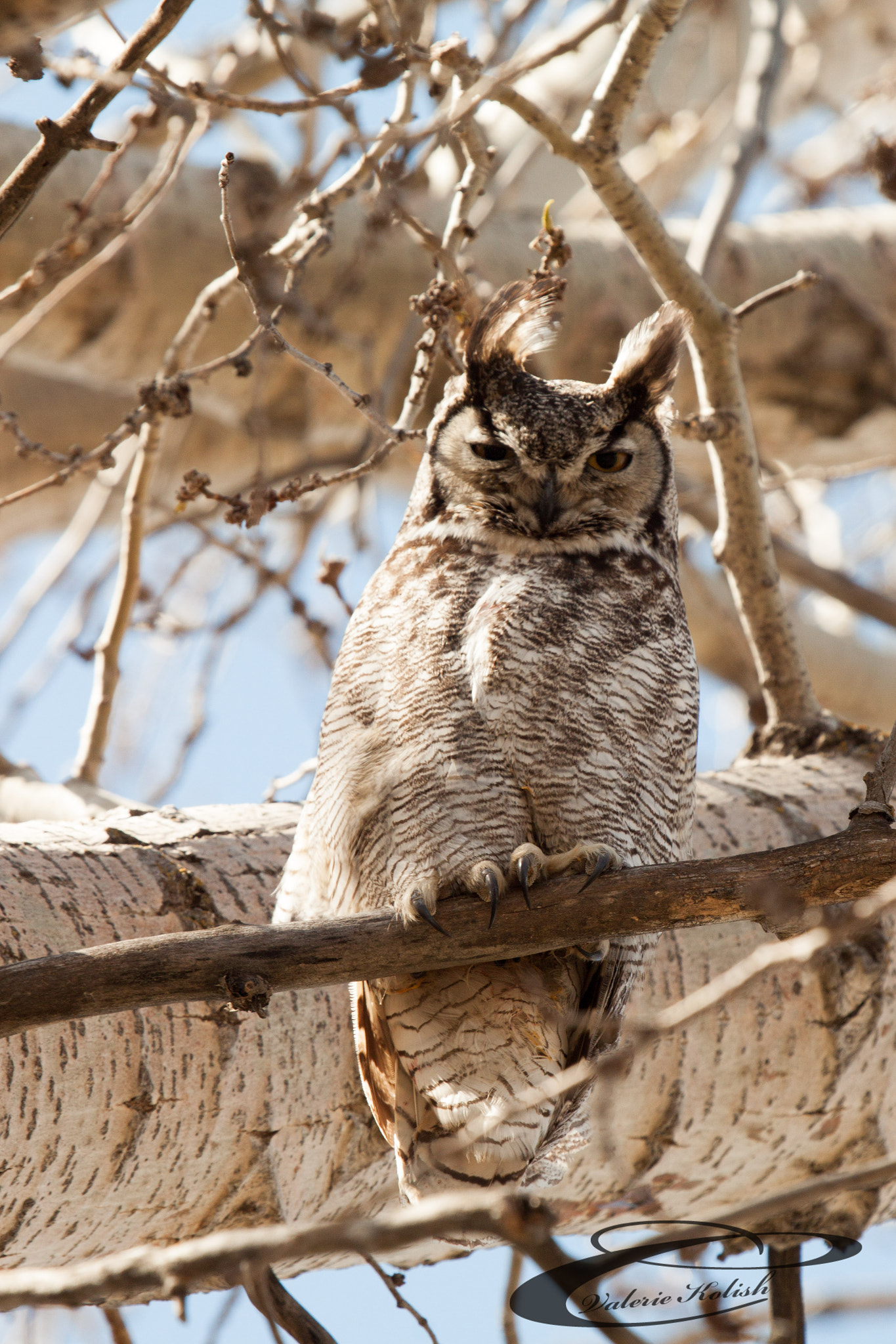 Canon EF 100-400mm F4.5-5.6L IS USM sample photo. Great horned owl photography