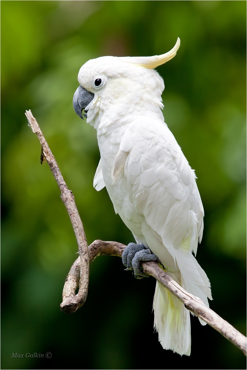 Canon EF 70-200mm F2.8L IS II USM sample photo. Kakadu photography