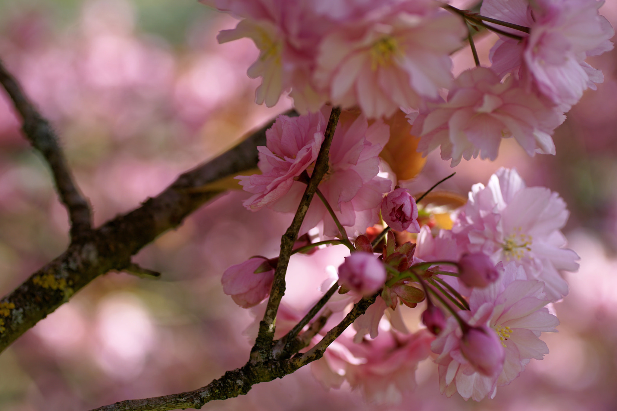 Sony a7 II + Tamron SP AF 90mm F2.8 Di Macro sample photo. Bokeh photography