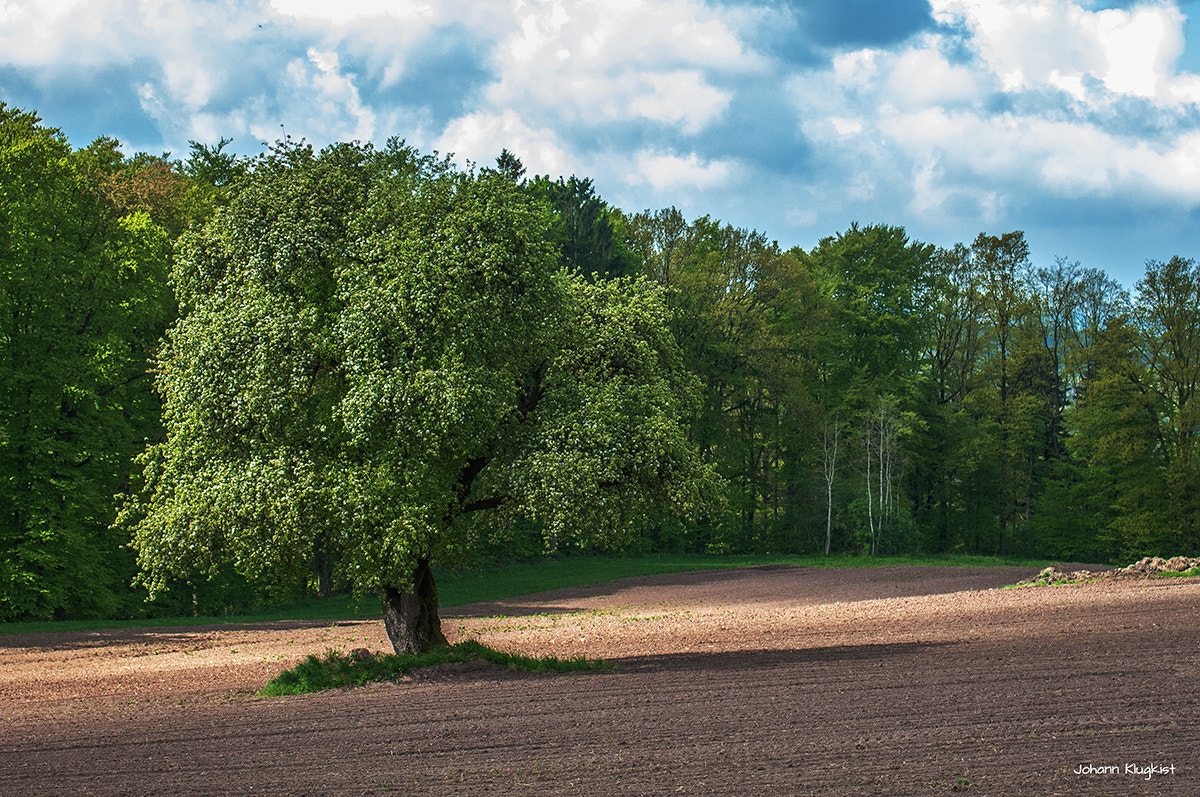Nikon AF-S Nikkor 70-200mm F4G ED VR sample photo. Trees in springtime photography