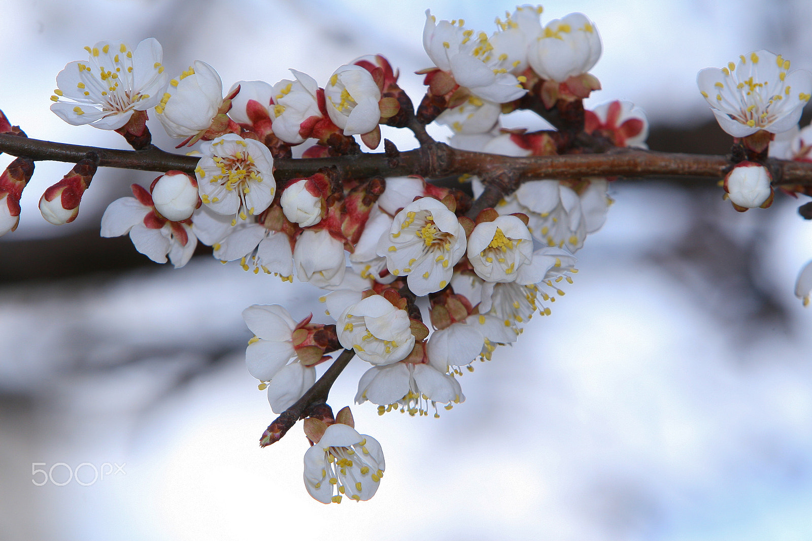 Canon EOS 30D sample photo. Blooming photography