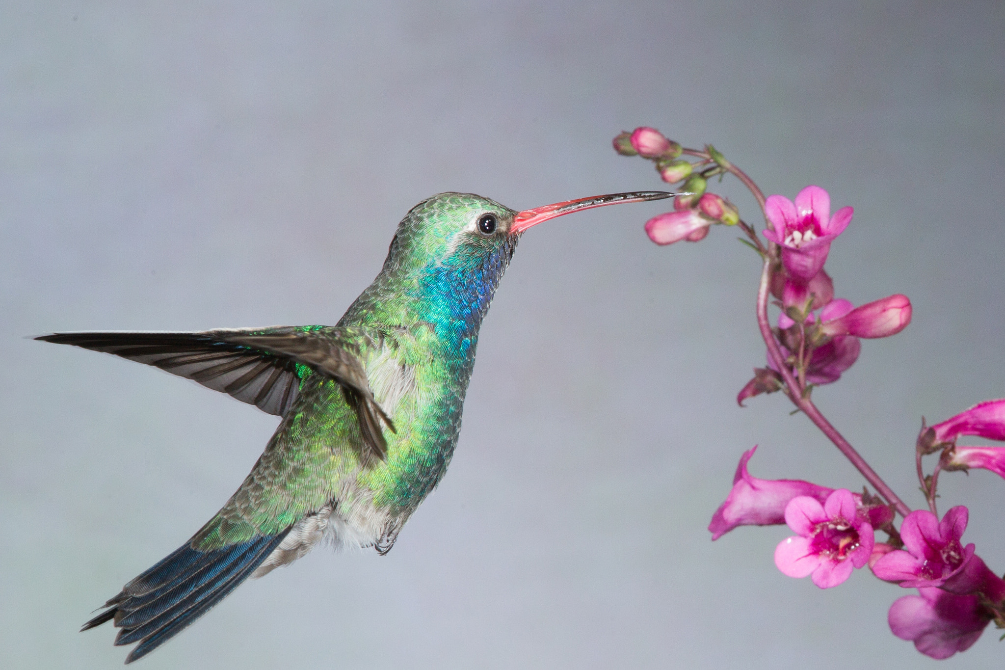 Canon EF 600mm f/4L IS sample photo. Broad-billed hummingbird photography