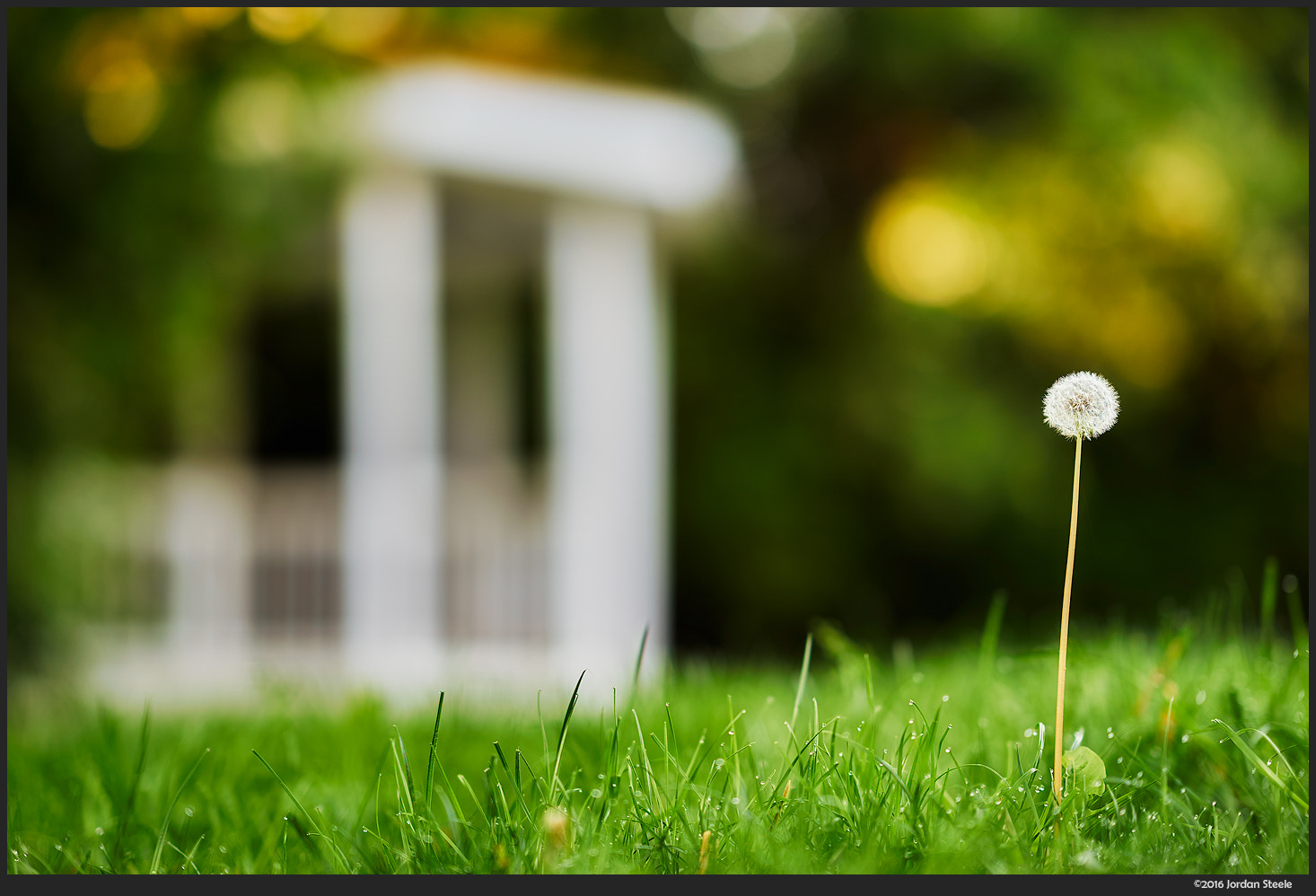 Sony a7 II + FE 85mm F1.4 sample photo. Dandelion photography