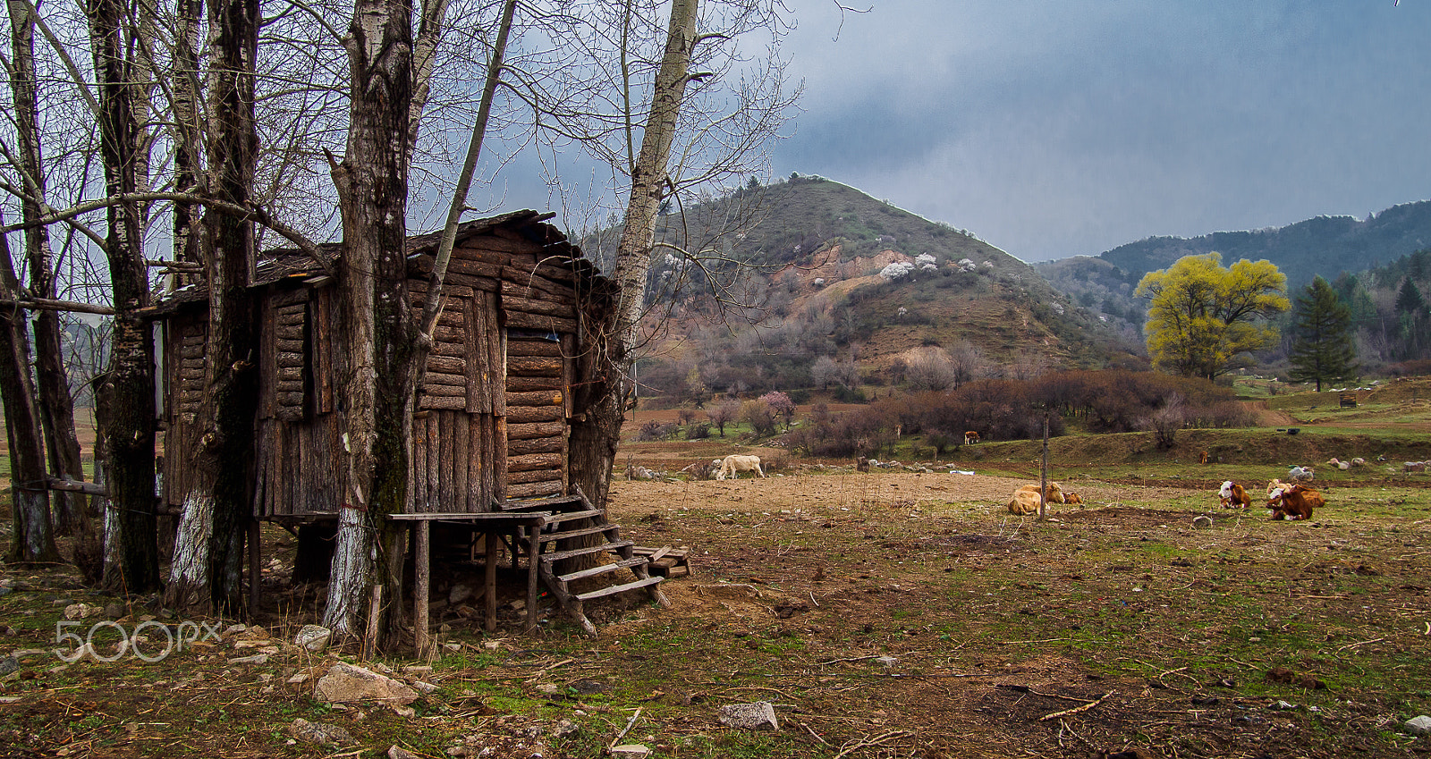 Olympus OM-D E-M5 sample photo. Pasture in the rain photography