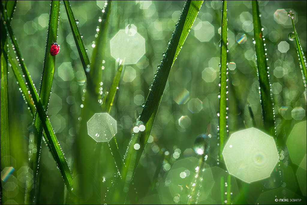 Nikon D610 + Sigma 105mm F2.8 EX DG Macro sample photo. Glamourland photography