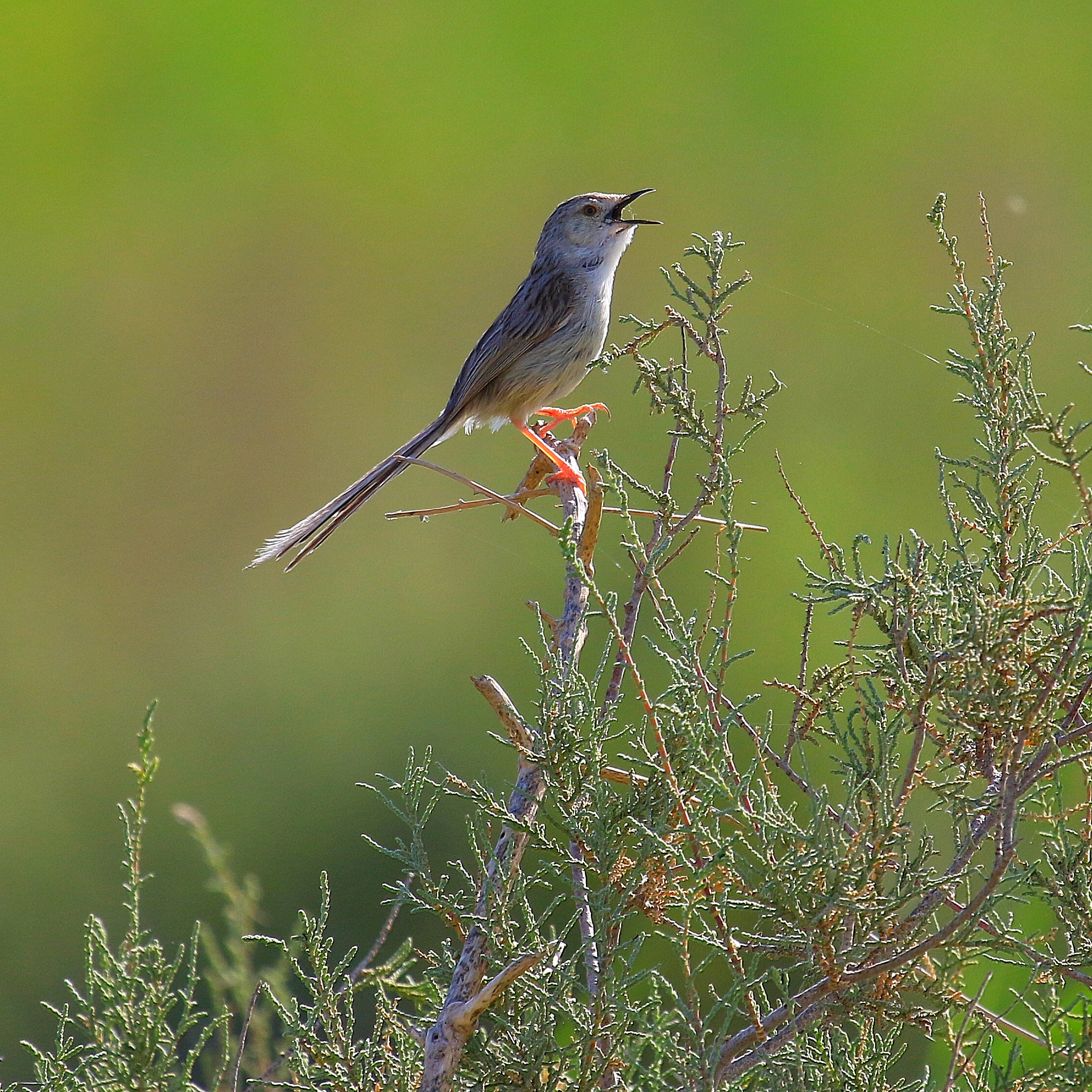 Canon EF 100-400mm F4.5-5.6L IS USM sample photo. Good morning photography