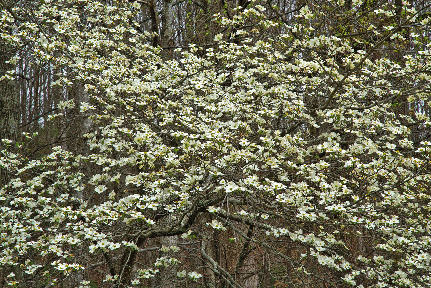 24-105mm F4 G SSM OSS sample photo. Dogwood galore photography