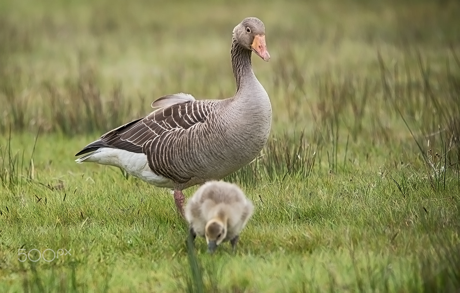 Sigma 150-500mm F5-6.3 DG OS HSM sample photo. Gans photography