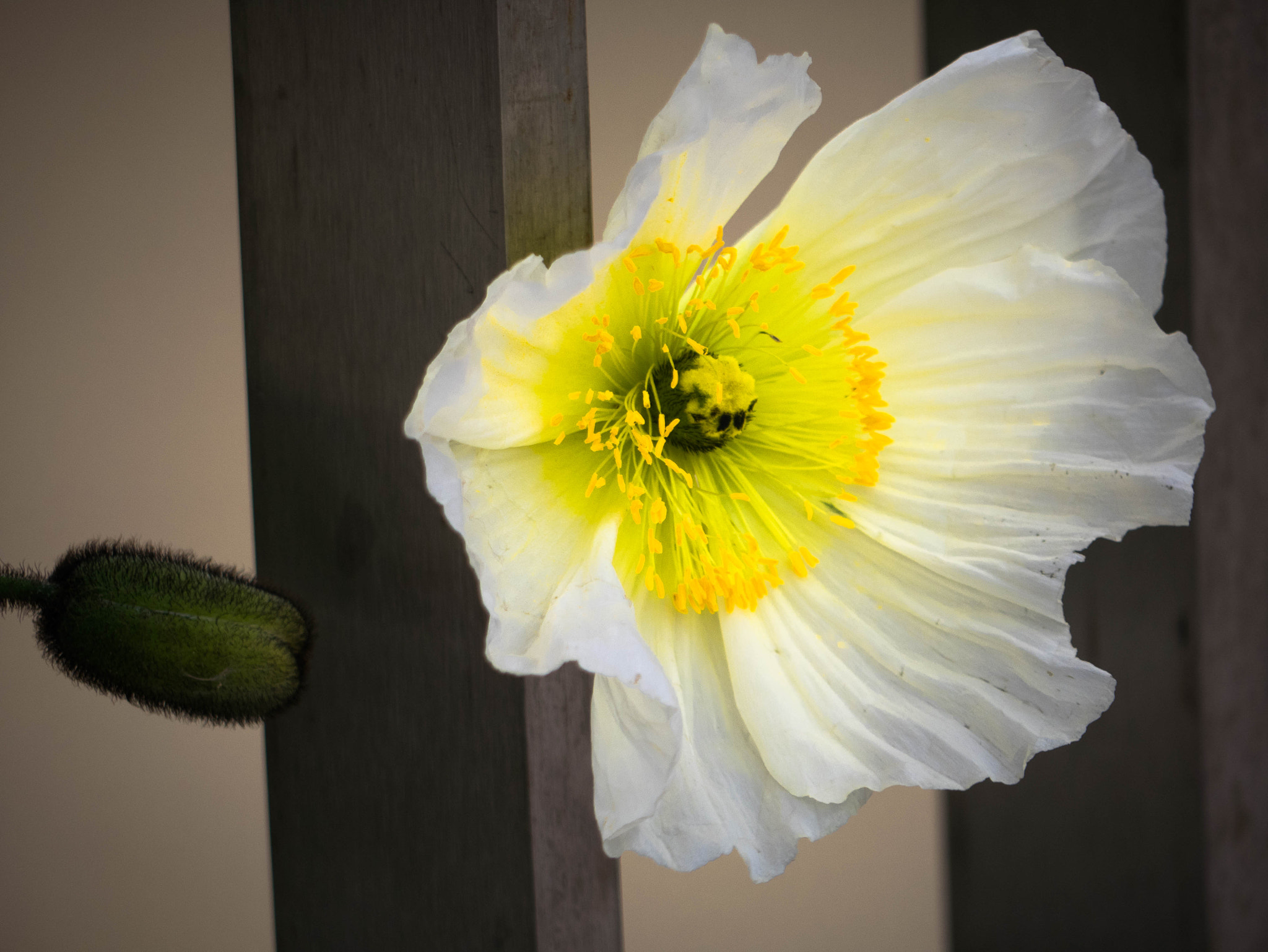 Panasonic Lumix G Vario 45-200mm F4-5.6 OIS sample photo. Trapped beauty photography