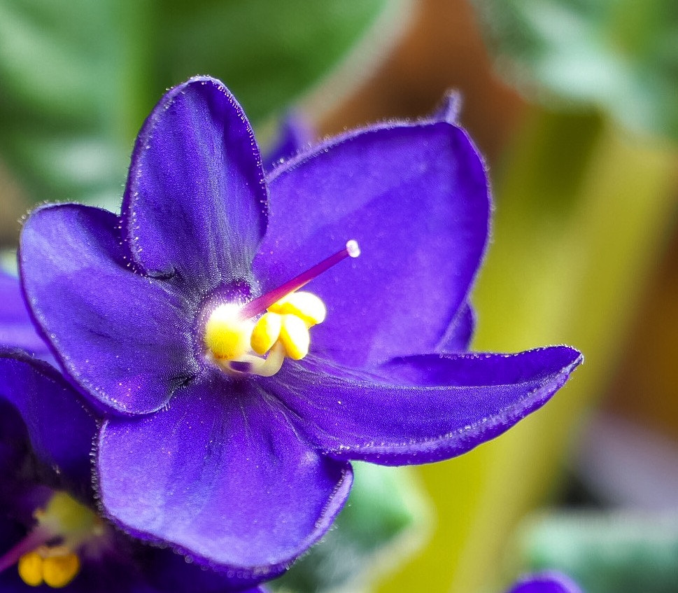 Olympus M.Zuiko Digital ED 14-42mm F3.5-5.6 EZ sample photo. Pretty blue flower photography
