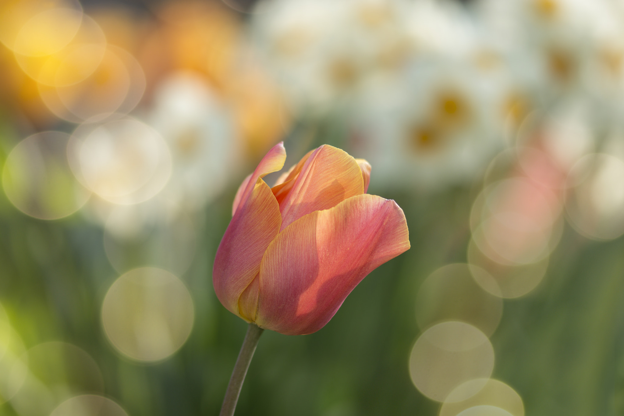 Sony SLT-A77 + 105mm F2.8 sample photo. The one and only photography