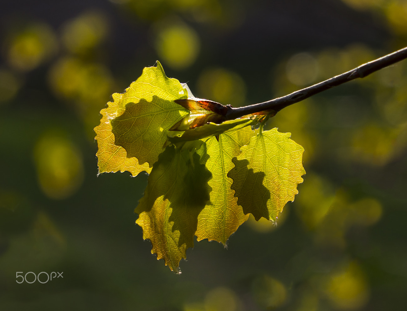 Olympus OM-D E-M10 + Tamron 14-150mm F3.5-5.8 Di III sample photo. The young leaves photography