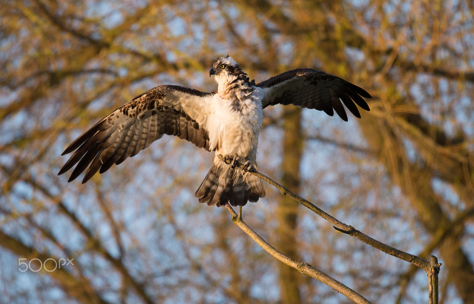 Sigma 150-600mm F5-6.3 DG OS HSM | S sample photo. Osprey warming up photography