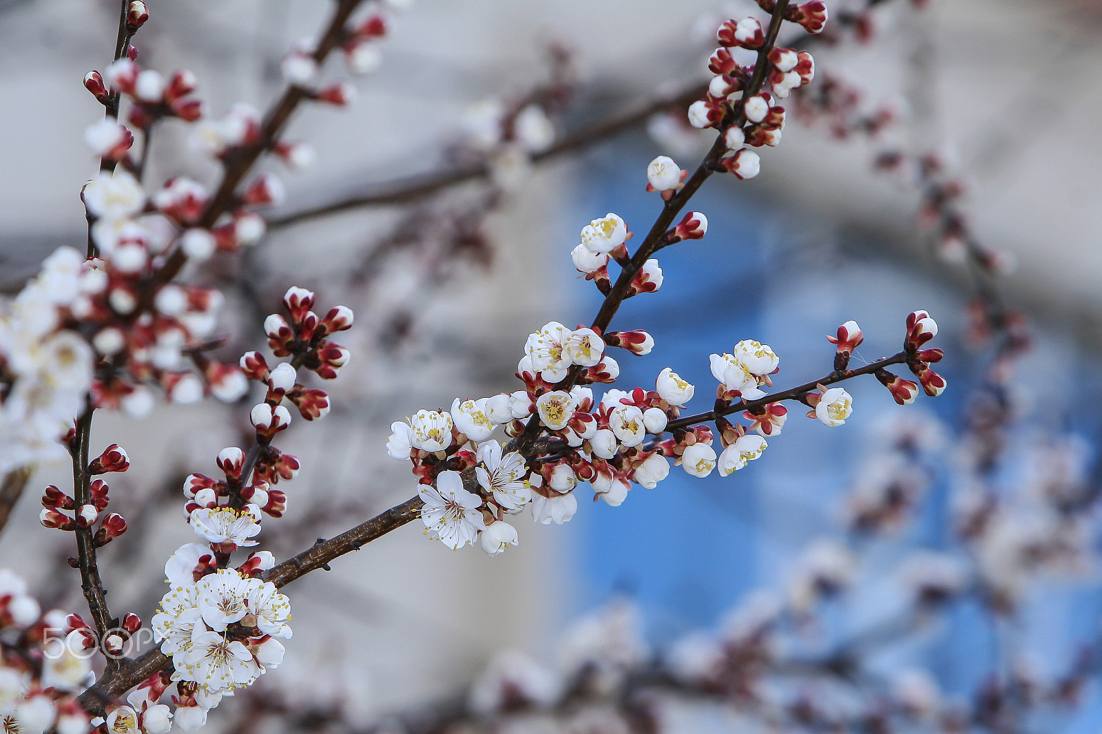 Canon EOS 30D sample photo. Apricot spring flowers photography