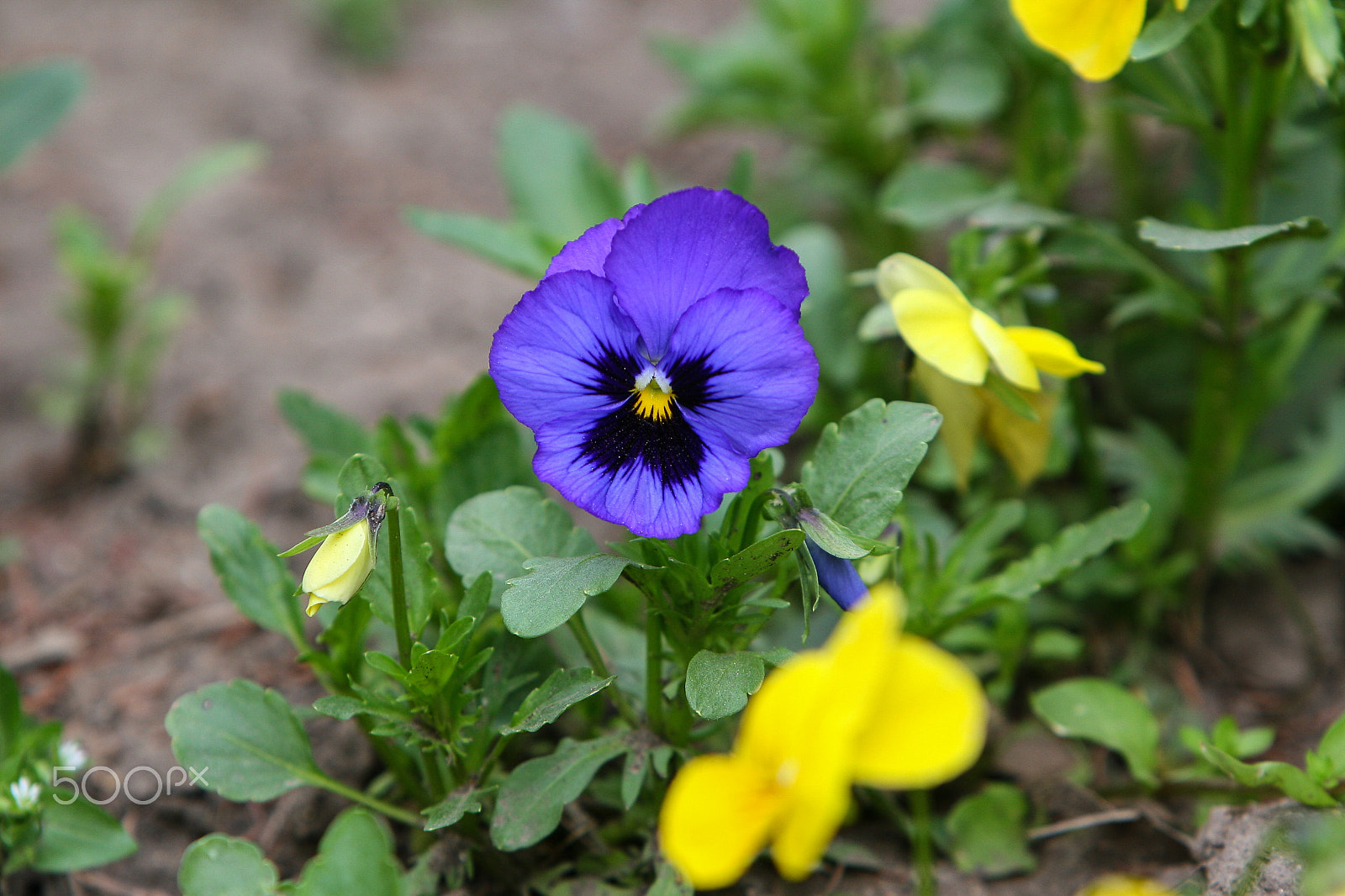 Canon EOS 30D sample photo. Blue pansy photography