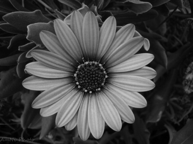 Sony Ericsson C510 sample photo. A single flower photography