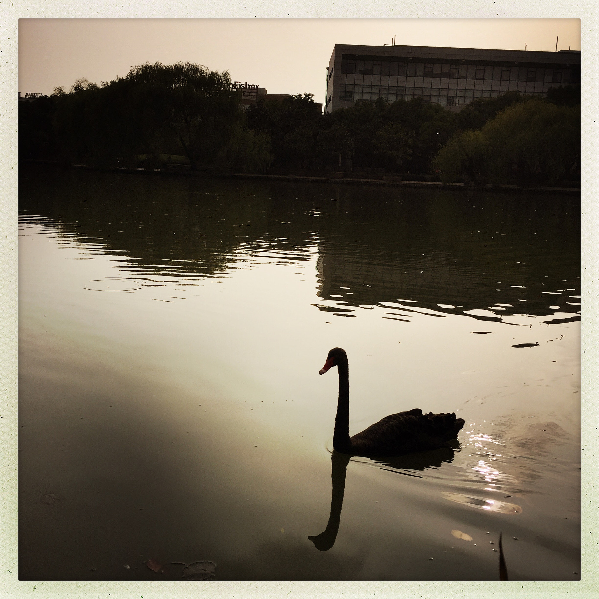 Hipstamatic 280 sample photo. 黄昏下的黑天鹅 photography
