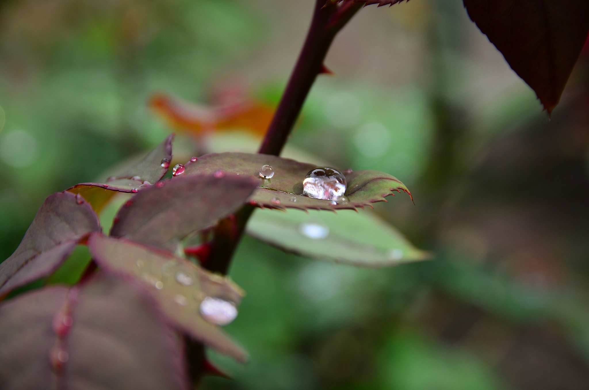 Nikon D5100 + Sigma 17-70mm F2.8-4 DC Macro OS HSM | C sample photo. Rainy day photography