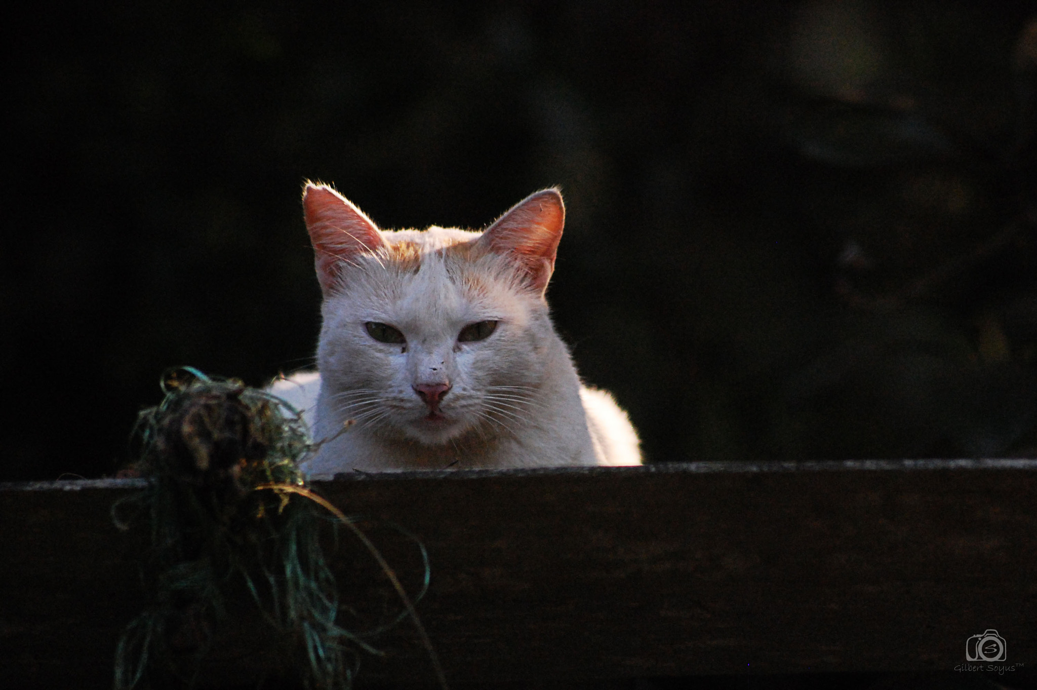 Sigma 70-300mm F4-5.6 APO DG Macro sample photo. The photogenic cat photography
