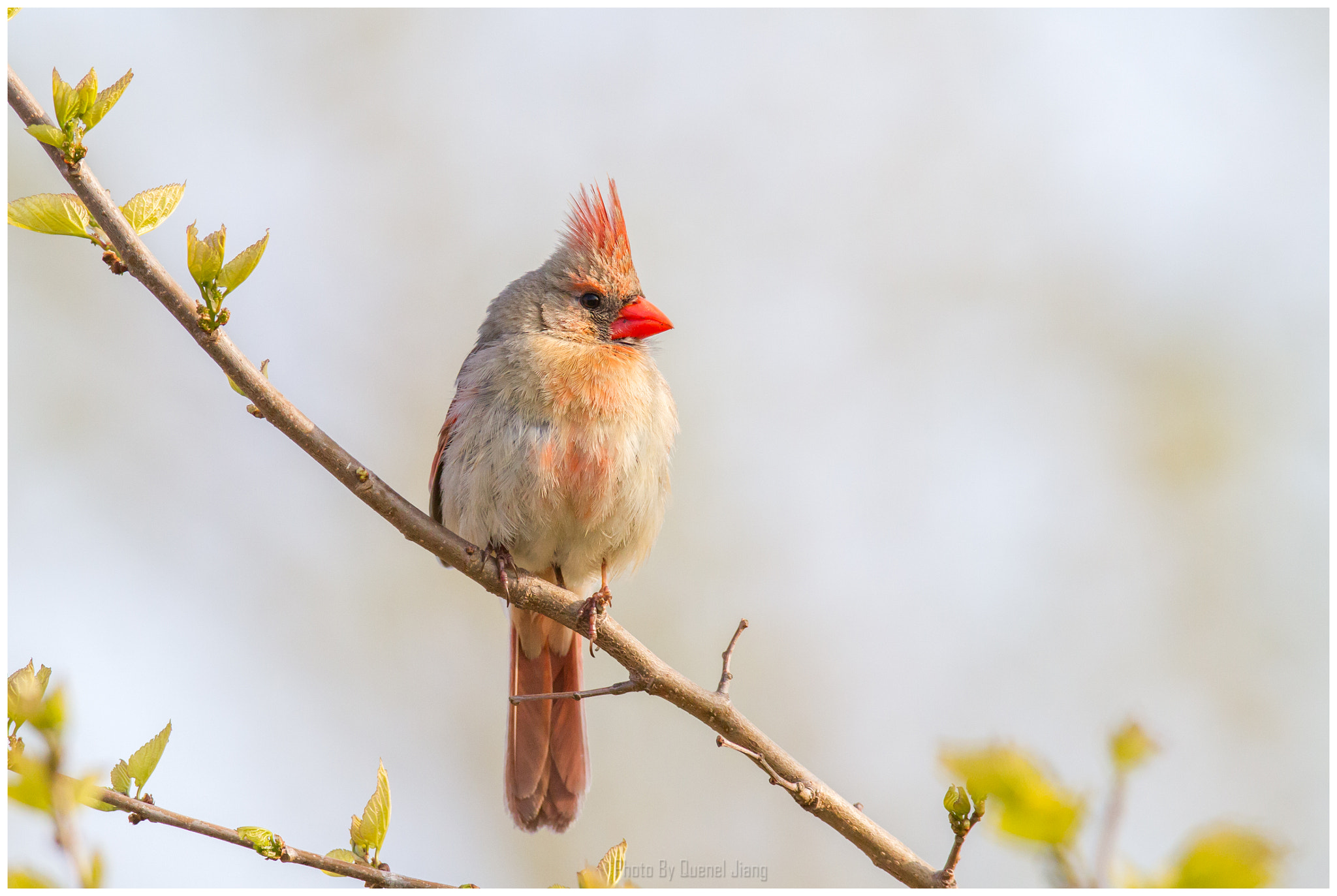 Canon EF 600mm f/4L IS sample photo. Northern cardinal photography