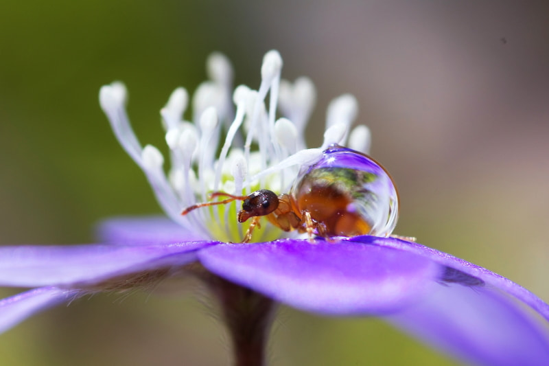 Pentax K-5 II + Sigma sample photo. Ant photography