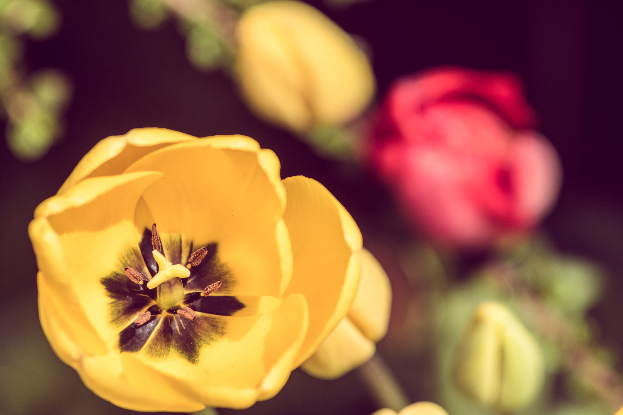 Sony 75-300mm F4.5-5.6 sample photo. Tulips photography