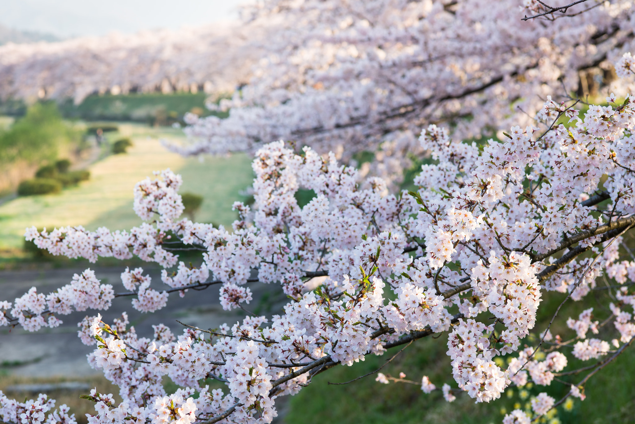 ZEISS Makro-Planar T* 100mm F2 sample photo. Another cherry full bloom photography