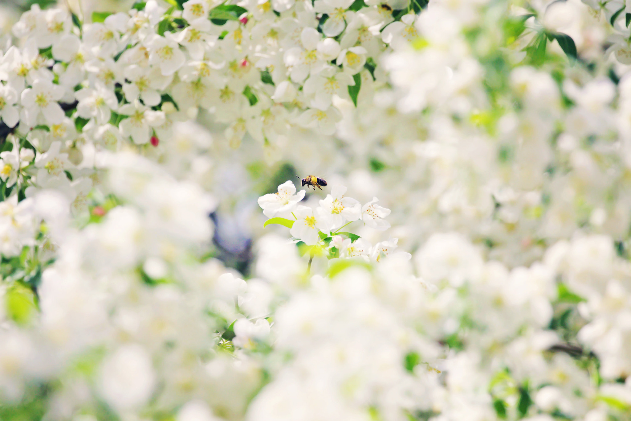 Canon EOS 70D + Canon EF 100-400mm F4.5-5.6L IS II USM sample photo. Bee among the blossoms photography