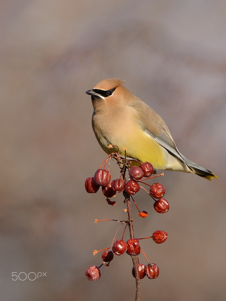 Nikon D800 + Nikon AF-S Nikkor 500mm F4G ED VR sample photo. Cedar waxwing photography