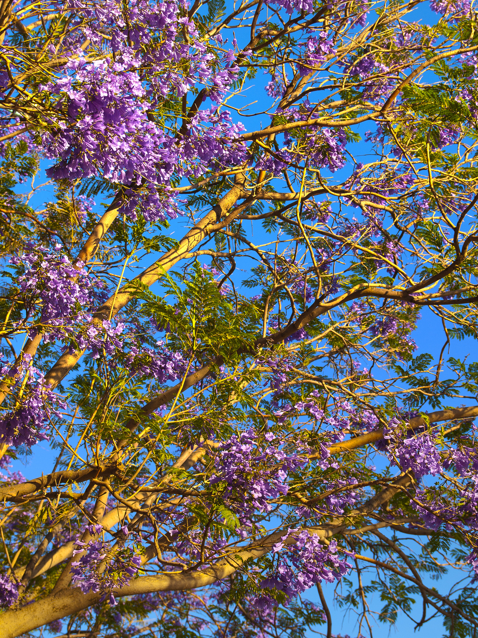 Olympus E-520 (EVOLT E-520) + SIGMA 18-50mm F2.8 DC sample photo. Jacaranda photography