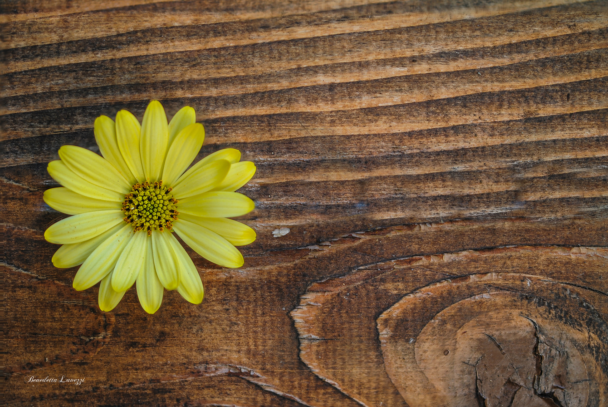 Sigma 105mm F2.8 EX DG OS HSM sample photo. Into the wood photography