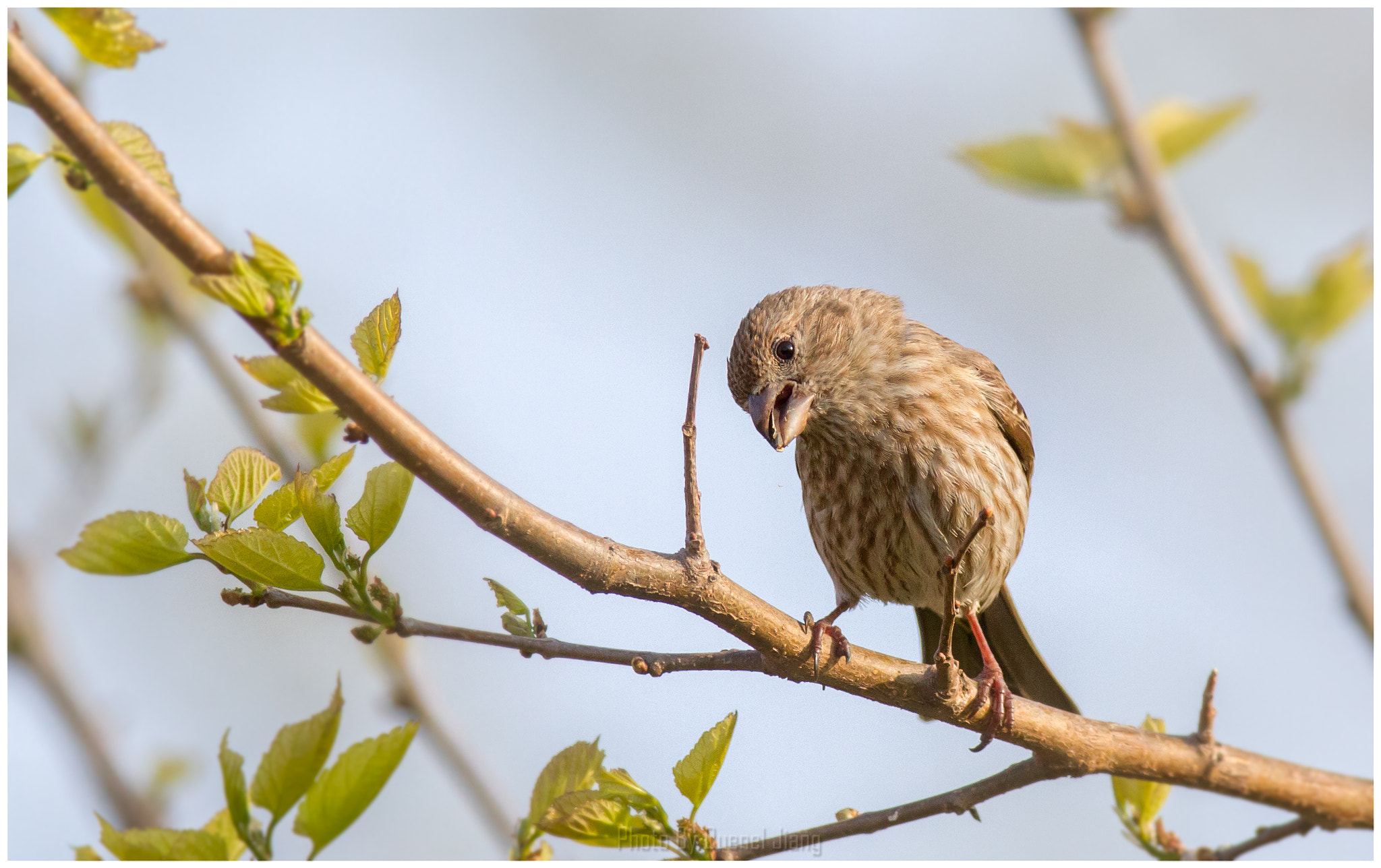 Canon EF 600mm f/4L IS sample photo. House finch photography