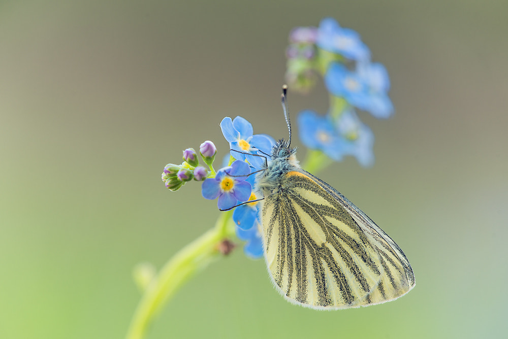 Sigma 150mm F2.8 EX DG Macro HSM sample photo. Pieris napi photography