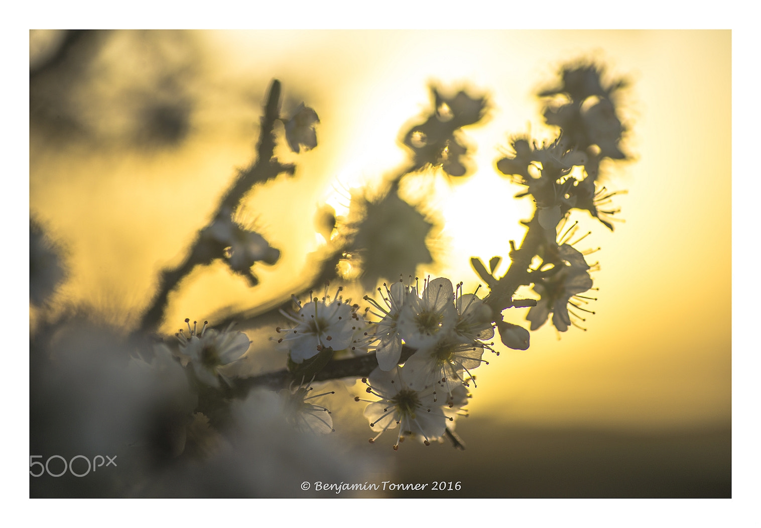 Nikon D600 sample photo. Blackthorn photography