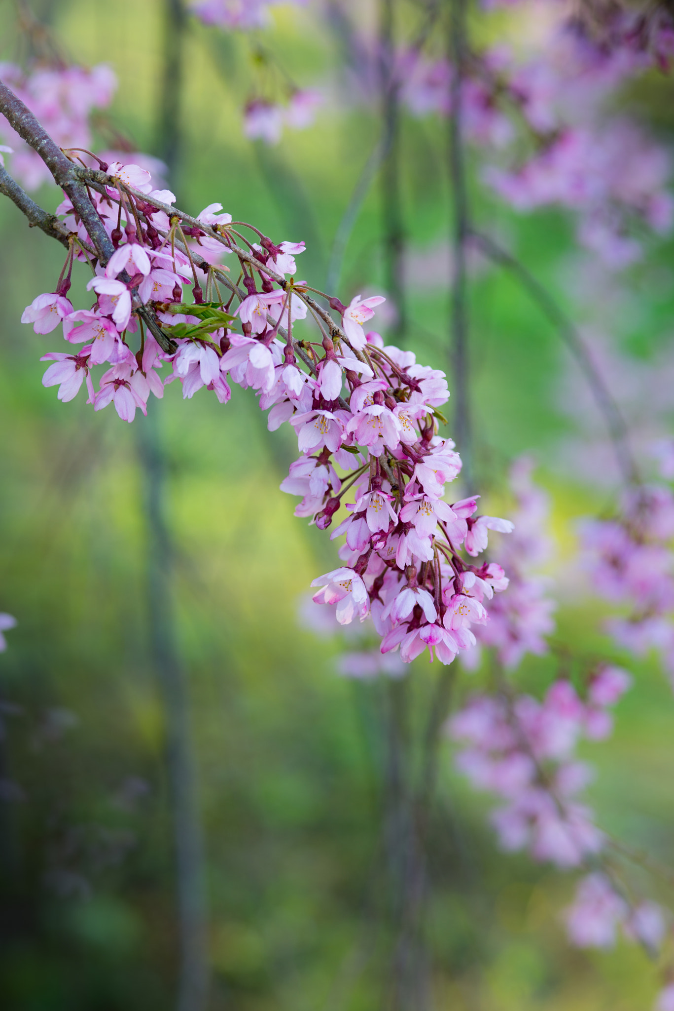 ZEISS Makro-Planar T* 100mm F2 sample photo. Cherry photography