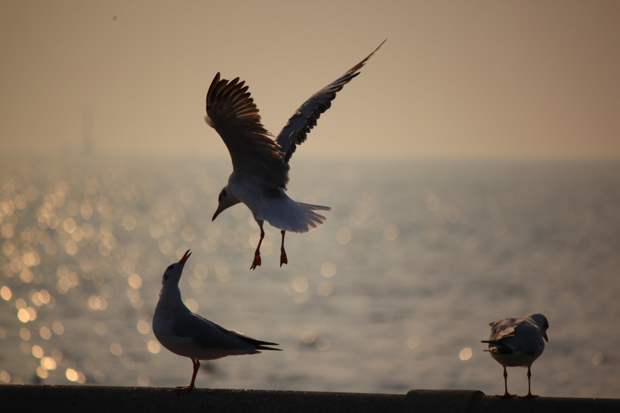 Canon EOS 500D (EOS Rebel T1i / EOS Kiss X3) sample photo. The bird's love photography