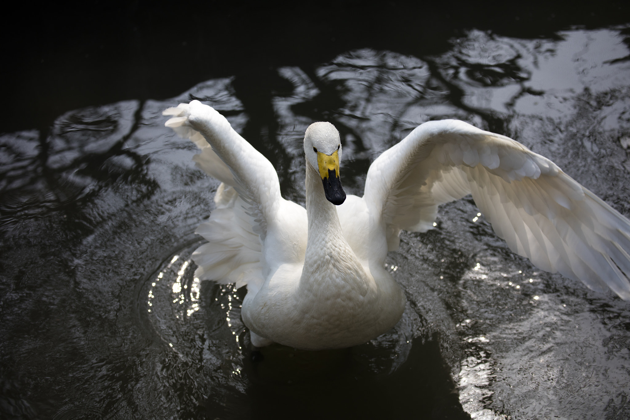 Canon EF 70-300mm F4-5.6L IS USM sample photo. Swan photography