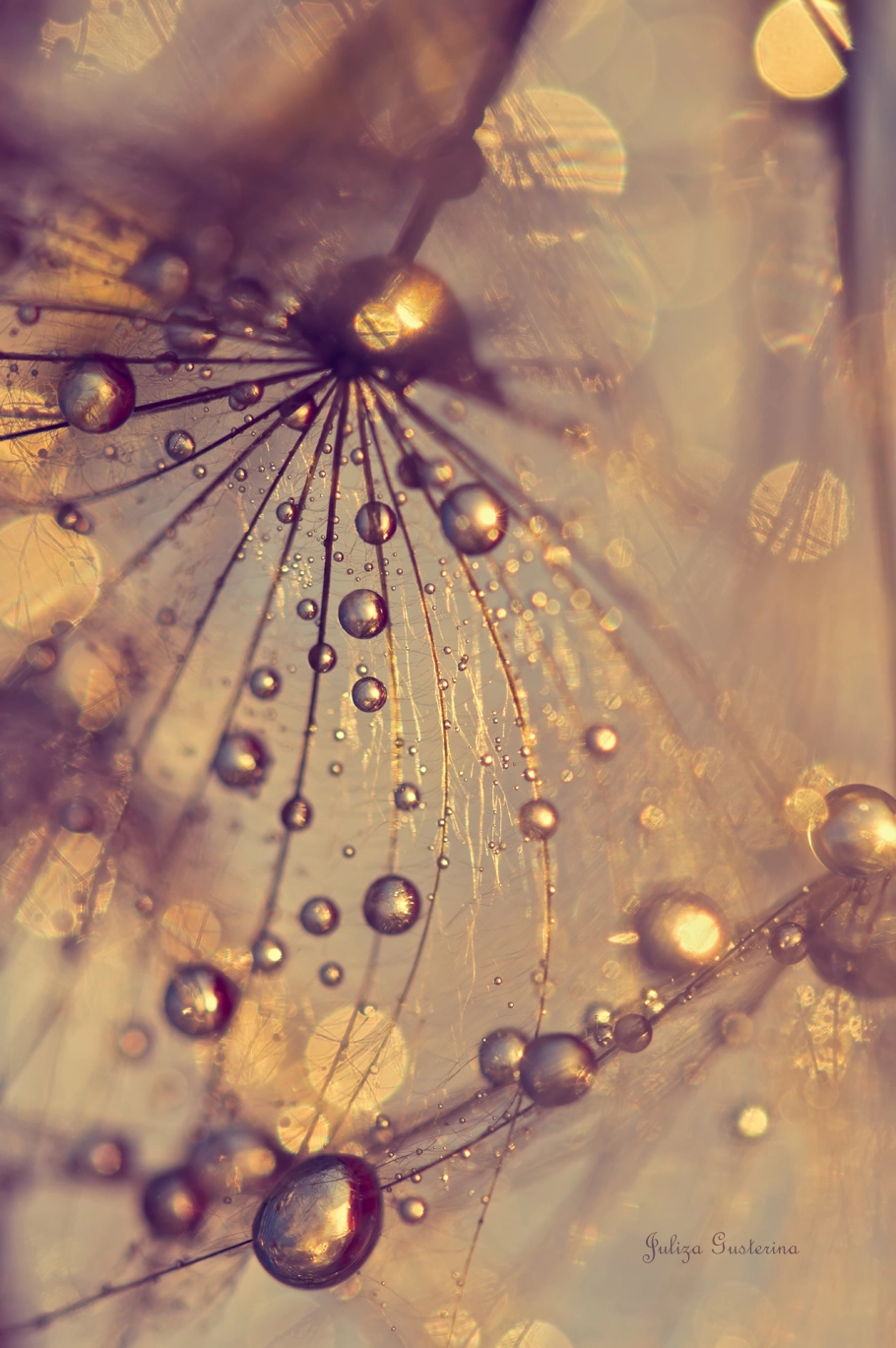 Nikon AF-S Micro-Nikkor 105mm F2.8G IF-ED VR sample photo. Universe veil photography